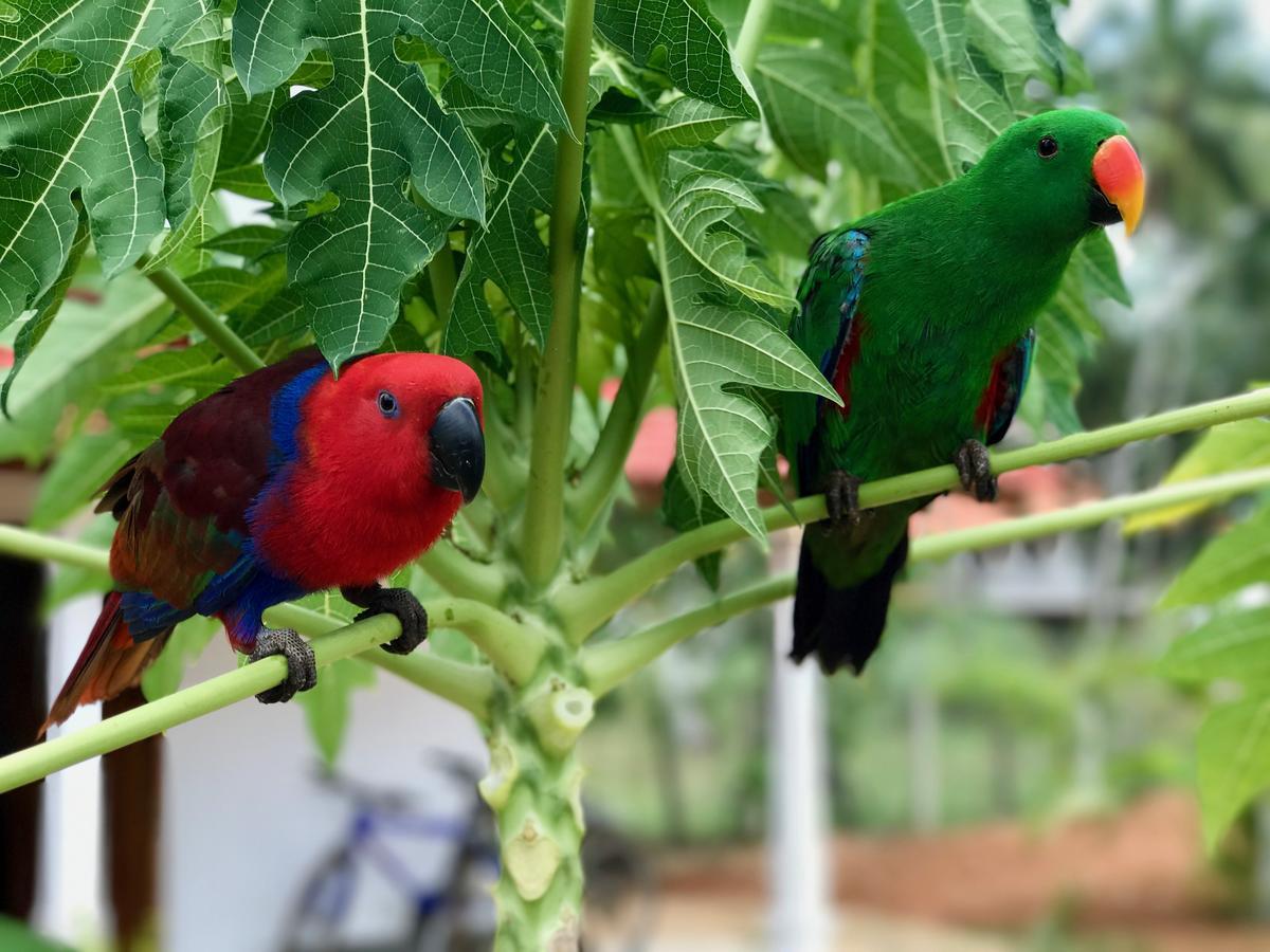 טנגלה Green Parrot Beach Resort מראה חיצוני תמונה